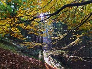 23 Colori autunnali nella faggeta